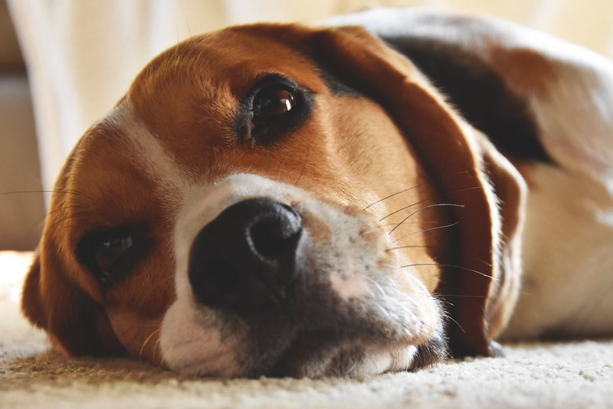 moustaches du chien  À quoi servent elles